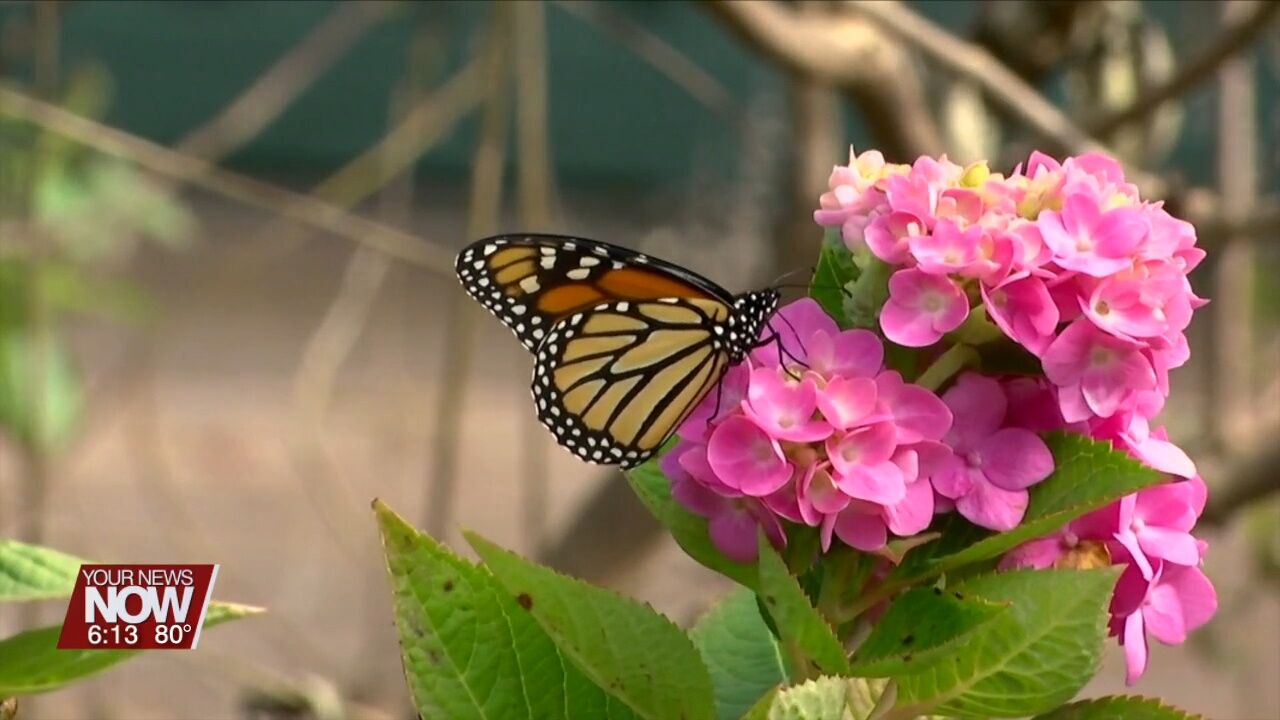 You can help endangered monarch butterflies by planting milkweed